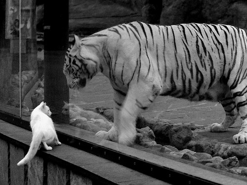 沙特国家德比再起波澜：耶稣转投利雅得胜利，沙特 利雅得